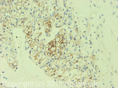 Immunohistochemistry (Formalin/PFA-fixed paraffin-embedded sections) - Anti-alpha 1 Sodium Potassium ATPase antibody [464.6] - BSA and Azide free (AB237969)