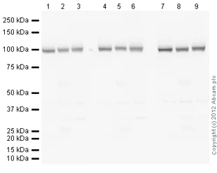 Western blot - Anti-alpha 1 Sodium Potassium ATPase antibody [464.6] - BSA and Azide free (AB237969)