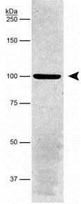 Western blot - Anti-alpha 1 Sodium Potassium ATPase antibody [464.6] - BSA and Azide free (AB237969)