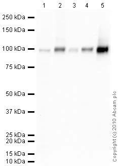 Western blot - Anti-alpha 1 Sodium Potassium ATPase antibody [464.6] - BSA and Azide free (AB237969)
