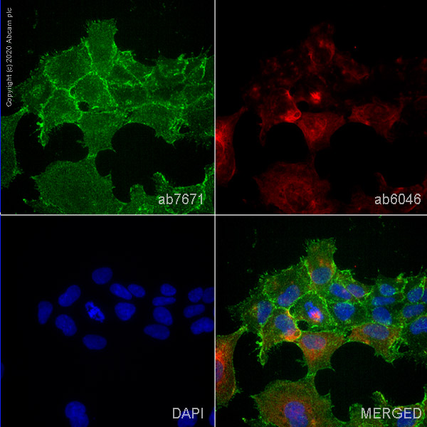 Immunocytochemistry/ Immunofluorescence - Anti-alpha 1 Sodium Potassium ATPase antibody [464.6] - Plasma Membrane Loading Control (AB7671), expandable thumbnail