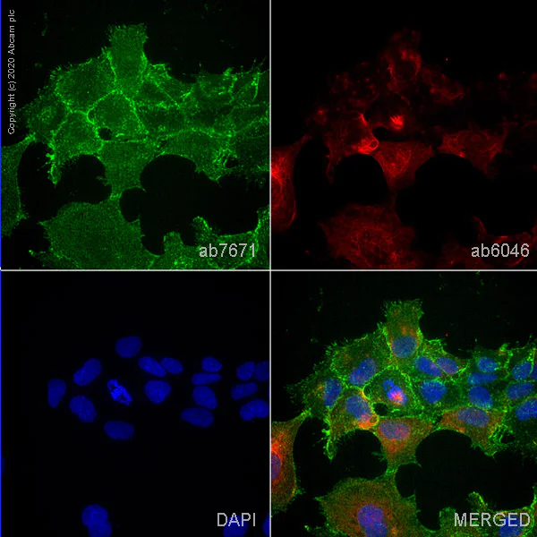 Immunocytochemistry/ Immunofluorescence - Anti-alpha 1 Sodium Potassium ATPase antibody [464.6] - Plasma Membrane Loading Control (AB7671)