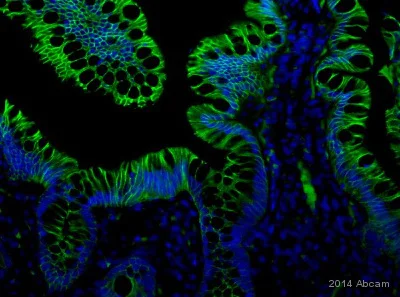 Immunohistochemistry (Formalin/PFA-fixed paraffin-embedded sections) - Anti-alpha 1 Sodium Potassium ATPase antibody [464.6] - Plasma Membrane Loading Control (AB7671)