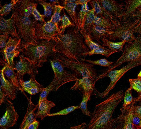 Immunocytochemistry/ Immunofluorescence - Anti-alpha 1 Sodium Potassium ATPase antibody [M8-P1-A3] (AB2872), expandable thumbnail