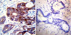 Immunohistochemistry (Formalin/PFA-fixed paraffin-embedded sections) - Anti-alpha 1 Sodium Potassium ATPase antibody [M8-P1-A3] (ab2872), expandable thumbnail