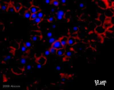 Immunohistochemistry (Formalin/PFA-fixed paraffin-embedded sections) - Anti-alpha 1 Sodium Potassium ATPase antibody [M8-P1-A3] - Plasma Membrane Loading Control (AB2872)