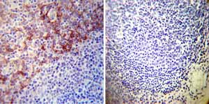 Immunohistochemistry (Formalin/PFA-fixed paraffin-embedded sections) - Anti-alpha 1 Sodium Potassium ATPase antibody [M8-P1-A3] - Plasma Membrane Loading Control (AB2872), expandable thumbnail