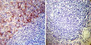 Immunohistochemistry (Formalin/PFA-fixed paraffin-embedded sections) - Anti-alpha 1 Sodium Potassium ATPase antibody [M8-P1-A3] - Plasma Membrane Loading Control (AB2872)