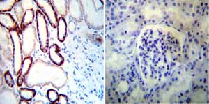 Immunohistochemistry (Formalin/PFA-fixed paraffin-embedded sections) - Anti-alpha 1 Sodium Potassium ATPase antibody [M8-P1-A3] (ab2872), expandable thumbnail