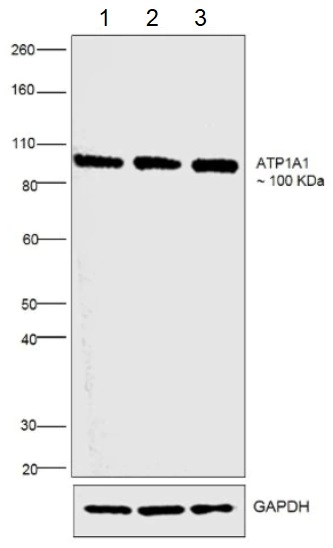 Western blot - Anti-alpha 1 Sodium Potassium ATPase antibody [M8-P1-A3] - Plasma Membrane Loading Control (AB2872), expandable thumbnail