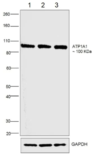 Western blot - Anti-alpha 1 Sodium Potassium ATPase antibody [M8-P1-A3] - Plasma Membrane Loading Control (AB2872)