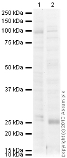 Western blot - Anti-alpha 1 Sodium Potassium ATPase antibody [M8-P1-A3] - Plasma Membrane Loading Control (ab2872), expandable thumbnail