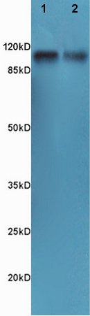 Western blot - Anti-alpha 1 Sodium Potassium ATPase antibody - Plasma Membrane Loading Control (AB217947), expandable thumbnail