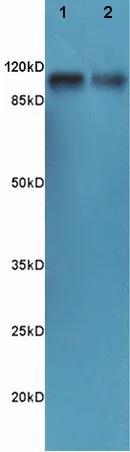 Western blot - Anti-alpha 1 Sodium Potassium ATPase antibody - Plasma Membrane Loading Control (AB217947)