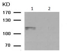 Western blot - Anti-alpha 1 Sodium Potassium ATPase (phospho S16) antibody (AB194532)