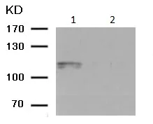 Western blot - Anti-alpha 1 Sodium Potassium ATPase (phospho S16) antibody (AB194532)