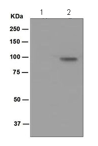 Western blot - Anti-alpha 1 Sodium Potassium ATPase (phospho Y10) antibody [EPR2375(2)] (AB124677)