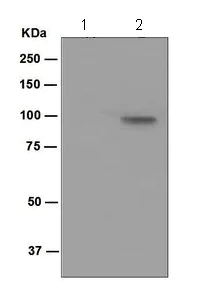 Western blot - Anti-alpha 1 Sodium Potassium ATPase (phospho Y10) antibody [EPR2375(2)] - BSA and Azide free (AB247956)