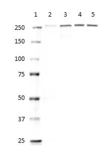 Western blot - Anti-alpha 1 Spectrin antibody [17C7] (AB11751), expandable thumbnail