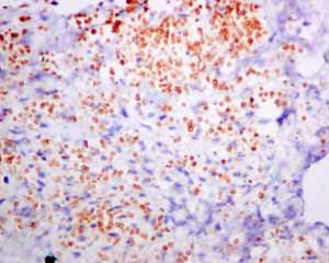 Immunohistochemistry (Formalin/PFA-fixed paraffin-embedded sections) - Anti-alpha 1 Spectrin antibody [EPR9299] (ab154811), expandable thumbnail