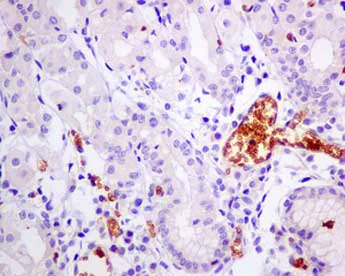 Immunohistochemistry (Formalin/PFA-fixed paraffin-embedded sections) - Anti-alpha 1 Spectrin antibody [EPR9299] (AB154811)