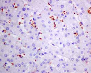 Immunohistochemistry (Formalin/PFA-fixed paraffin-embedded sections) - Anti-alpha 1 Spectrin antibody [EPR9299] (AB154811), expandable thumbnail