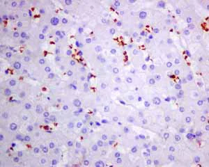 Immunohistochemistry (Formalin/PFA-fixed paraffin-embedded sections) - Anti-alpha 1 Spectrin antibody [EPR9299] (AB154811)