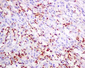 Immunohistochemistry (Formalin/PFA-fixed paraffin-embedded sections) - Anti-alpha 1 Spectrin antibody [EPR9299] (AB154811)