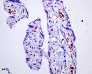 Immunohistochemistry (Formalin/PFA-fixed paraffin-embedded sections) - Anti-alpha 1 Spectrin antibody [EPR9299] (AB154811)