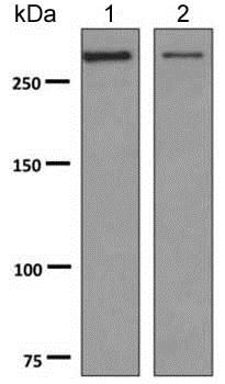 Western blot - Anti-alpha 1 Spectrin antibody [EPR9299] (AB154811), expandable thumbnail
