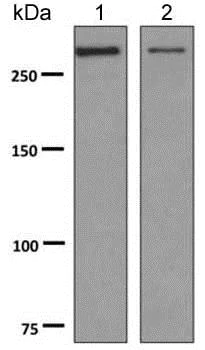 Western blot - Anti-alpha 1 Spectrin antibody [EPR9299] (AB154811)