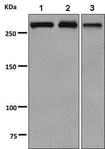 Western blot - Anti-alpha 1 Spectrin antibody [EPR9300] - BSA and Azide free (AB248875)