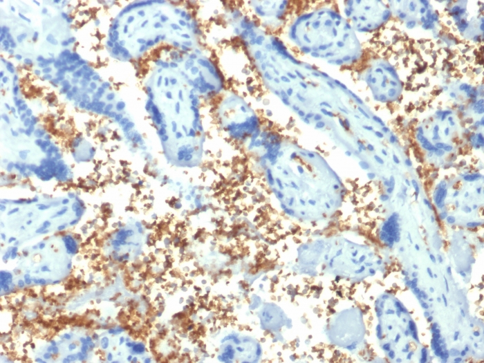 Immunohistochemistry (Formalin/PFA-fixed paraffin-embedded sections) - Anti-alpha 1 Spectrin antibody [SPTA1/1810] (AB268114)