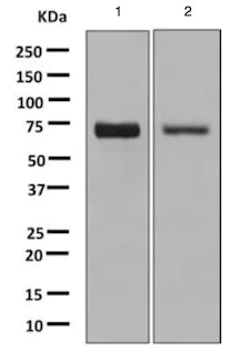 Western blot - Anti-alpha 1,2 Mannosidase IA/MAN1A1 antibody [EPR9957(B)] - BSA and Azide free (AB248903)