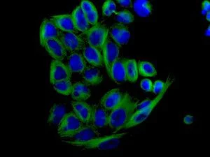 Immunocytochemistry/ Immunofluorescence - Anti-alpha 1a Adrenergic Receptor/ADRA1A antibody [EPR9691(B)] (AB137123)
