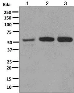 Western blot - Anti-alpha 1a Adrenergic Receptor/ADRA1A antibody [EPR9691(B)] (AB137123)