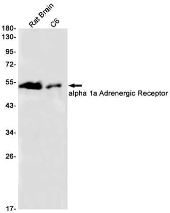 Western blot - Anti-alpha 1a Adrenergic Receptor/ADRA1A Antibody [S04-8B8] (AB317381)