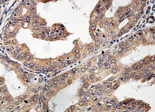 Immunohistochemistry (Formalin/PFA-fixed paraffin-embedded sections) - Anti-alpha 1d Adrenergic Receptor antibody (AB84402)