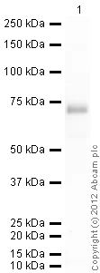Western blot - Anti-Alpha 2 Antiplasmin antibody (AB62770)