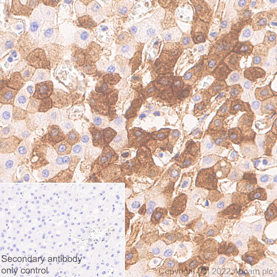 Immunohistochemistry (Formalin/PFA-fixed paraffin-embedded sections) - Anti-Alpha 2 Antiplasmin antibody [EPSIS17] (AB150414)