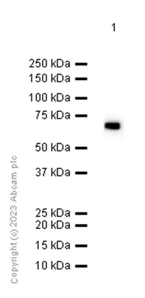Western blot - Anti-Alpha 2 Antiplasmin antibody [EPSIS17] (AB150414)