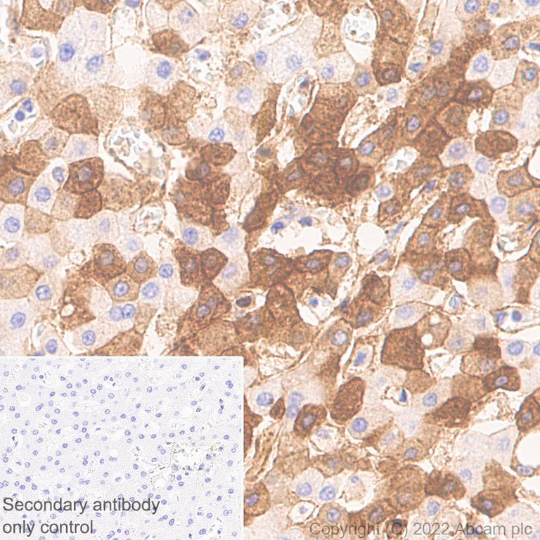 Immunohistochemistry (Formalin/PFA-fixed paraffin-embedded sections) - Anti-Alpha 2 Antiplasmin antibody [EPSIS17] - BSA and Azide free (AB284816)
