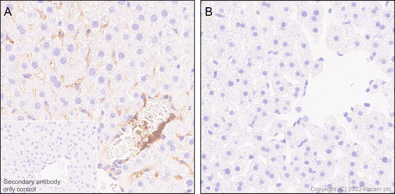 Immunohistochemistry (Formalin/PFA-fixed paraffin-embedded sections) - Anti-alpha 2 Macroglobulin antibody [EPR25958-49] - BSA and Azide free (AB316102)