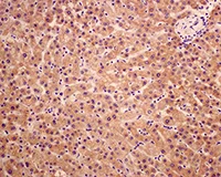 Immunohistochemistry (Formalin/PFA-fixed paraffin-embedded sections) - Anti-alpha 2 Macroglobulin antibody [EPR4432] - BSA and Azide free (AB247855)
