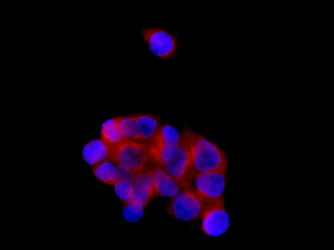 Immunocytochemistry/ Immunofluorescence - Anti-alpha 2 Macroglobulin antibody [EPSISR39] - BSA and Azide free (AB249254), expandable thumbnail