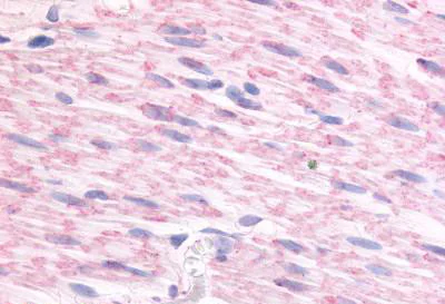 Immunohistochemistry (Formalin/PFA-fixed paraffin-embedded sections) - Anti-alpha 2C Adrenergic Receptor/ADRA2C antibody (AB140702)