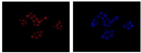 Immunocytochemistry/ Immunofluorescence - Anti-alpha A Crystallin/CRYAA antibody [EPR14125(B)] - BSA and Azide free (AB250535), expandable thumbnail