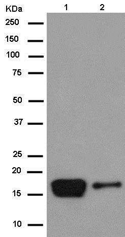 Western blot - Anti-alpha A Crystallin/CRYAA antibody [EPR14125(B)] - BSA and Azide free (AB250535), expandable thumbnail