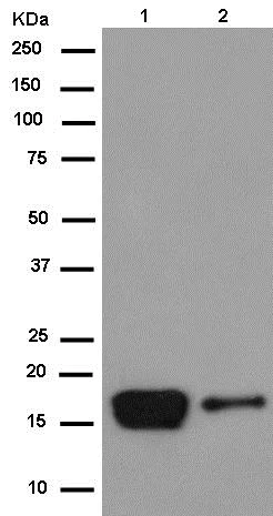 Western blot - Anti-alpha A Crystallin/CRYAA antibody [EPR14125(B)] - BSA and Azide free (AB250535)