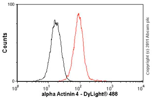 Flow Cytometry - Anti-alpha Actinin 4 antibody [7H6] - Cytoskeleton Marker (AB32816)